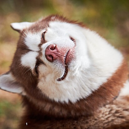O husky siberiano é conhecido por sua vocalização.