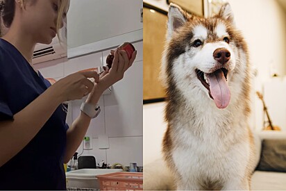 Estagiária em clínica veterinária acreditava que teria um plantão tranquilo - até chegar um cachorro husky na clínica.