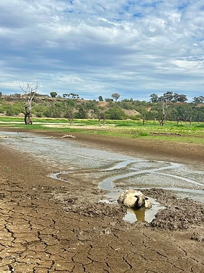 A ovelha foi encontrada atolada na lama.
