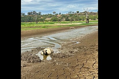 Animal preso na lama, sem esperança, precisava de um milagre — e ele aconteceu.