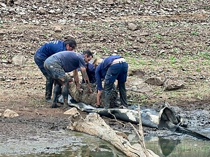 A equipe do santuário Edgars Mission não poupou esforços para salvar a ovelha.