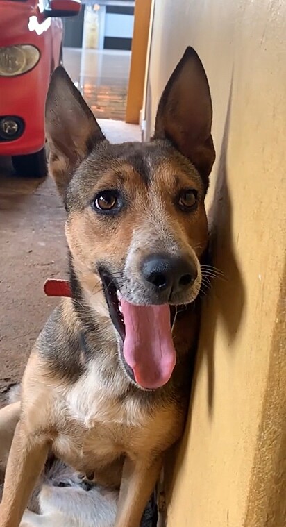 A canina superou as expectativas e se tornou perfeita.