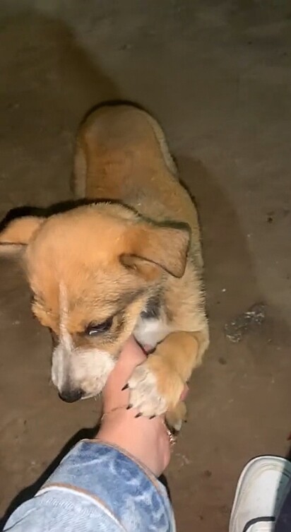 May Jorge mostrou a sua cachorrinha quando ainda era pequena.