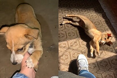 Jovem adota filhote achando que ficaria bonita, cachorrinha cresce e resultado impressiona.