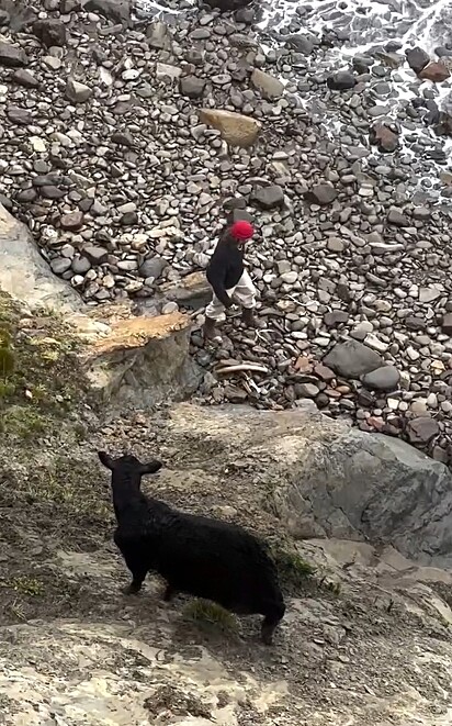 Nathan se viu diante de uma situação incomum ao ter que resgatar uma vaca presa em uma encosta íngreme.