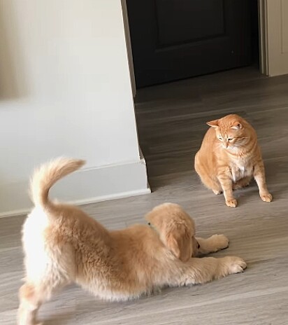 Ollie tentava de tudo.