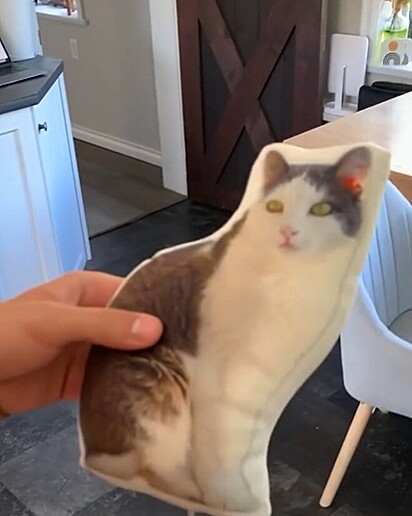 Pacha ficou obcecada pelo novo “brinquedo”.
