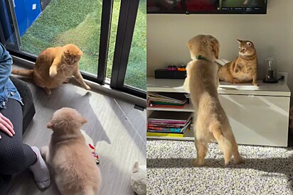Gato laranja e golden retriever não se suportavam - até que tutora flagra cena que faz todo mundo se derreter.