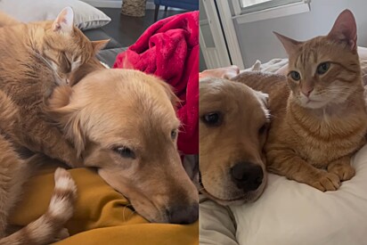 Hoje, Cilio não só tolera Ollie, como o usa como travesseiro.