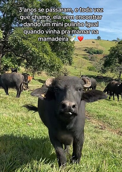 Isadora é uma búfula muito carinhosa.