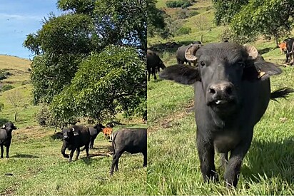 Búfala tem a mais doce reação de gratidão toda vez que vê mulher que cuidou dela.