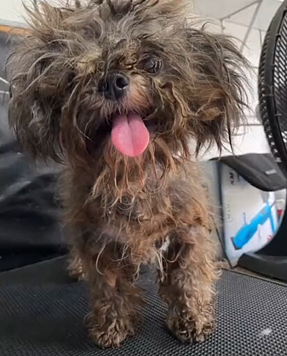 Ele estava com o pelo completamente emaranhado.