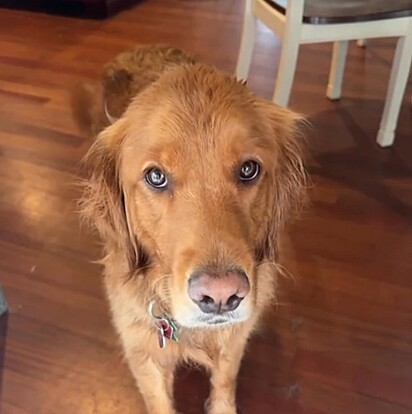 Maya é uma golden retreiver de dois aninhos.