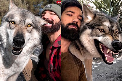 Rapaz faz amizade com lobos gigantes e deixa o mundo inteiro impressionado.