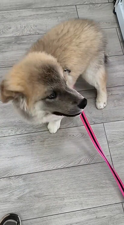 O atendente de um pet shop ficou admirado ao atender um cão diferente de tudo que ele já tinha visto.
