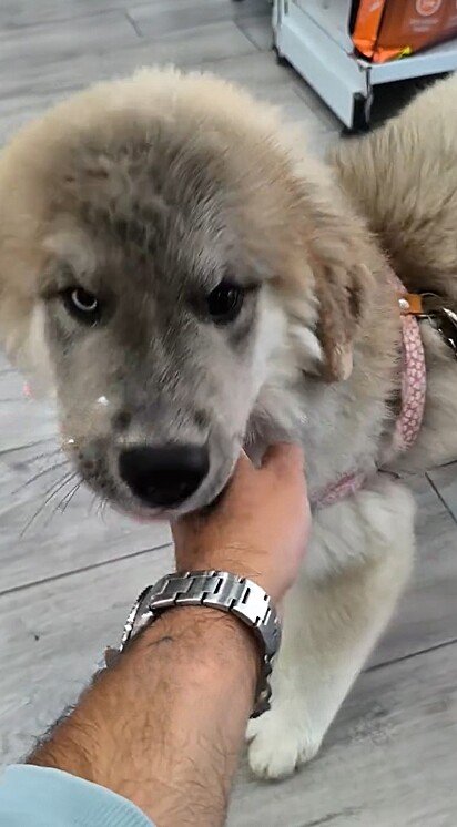 O cão era um “Golberiano” — um cruzamento incomum entre um Golden Retriever e um Husky Siberiano.