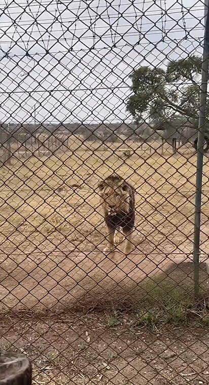 O leão não pareceu intimidado com o pequeno visitante.
