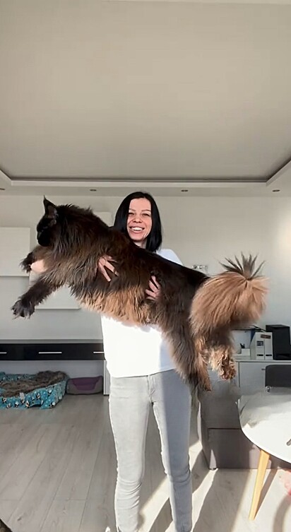 Gato 'gigante' da raça maine coon cresce demais - hoje tutora mal consegue segurá-lo no colo Daniella, moradora da Moldávia, decidiu adotar um gato para alegrar sua casa, ela provavelmente não imaginava que ele cresceria tanto.