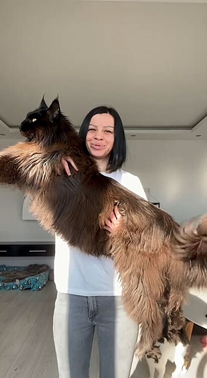 Gato 'gigante' da raça maine coon cresce demais - hoje tutora mal consegue segurá-lo no colo Zeus tem 12,5 kg distribuídos em mais de um metro de comprimento quando em pé sobre as patas traseiras.