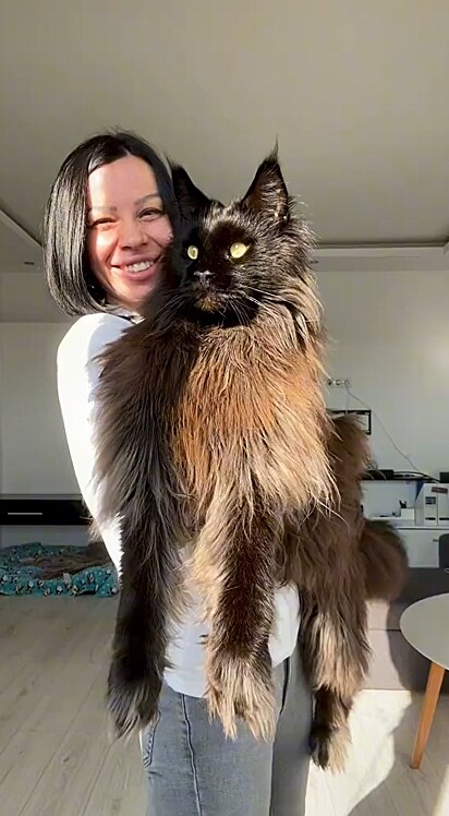 Zeus é um Maine Coon que agora mal cabe no colo.