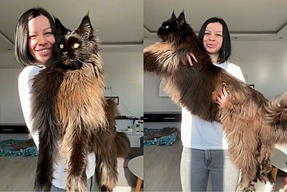Gato gigante da raça maine coon cresce demais - hoje tutora mal consegue segurá-lo no colo.