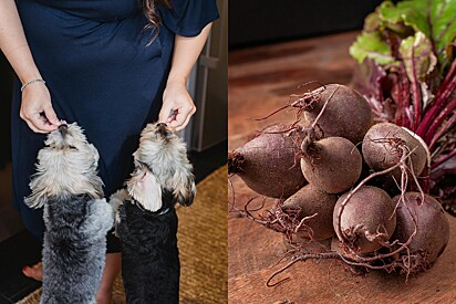 Cachorro pode comer beterraba? Veja o que dizem os especialistas.
