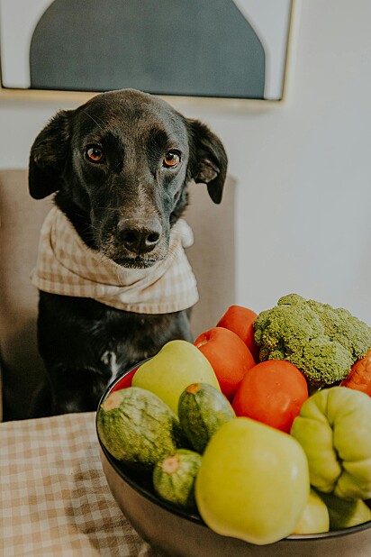 Alimentos adequados podem ser introduzidos na alimentação do seu cão.