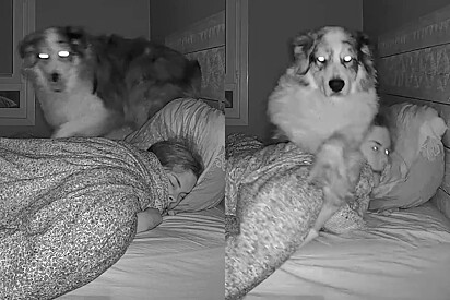 Rocky gosta de dividir o travesseiro com a tutora.