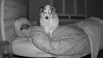 Rocky adora dormir com a tutora.
