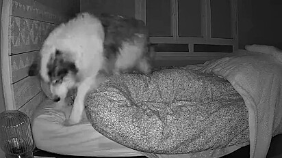 Apesar do transtorno a mulher deixa o pet no quarto.