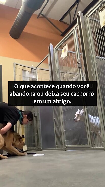O cão estava muito assustado.
