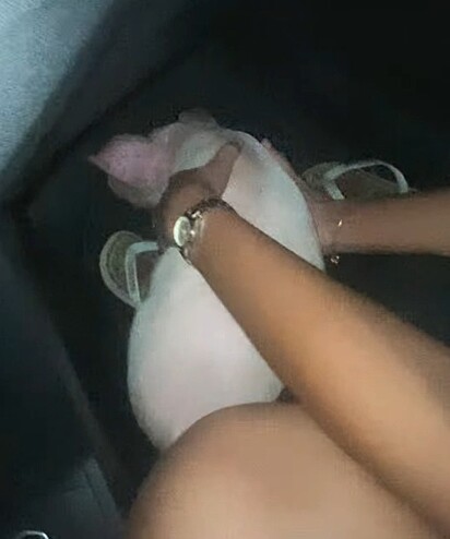 O porquinho aninhado nos pés de Júlia.