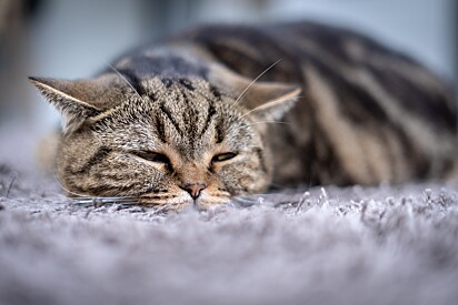 8 sinais ocultos que seu gato está com dor.
