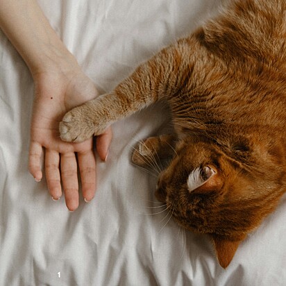 Só tente o tratamento em casa se não houver acesso ao veterinário — sem diagnóstico, há risco de piorar o quadro.