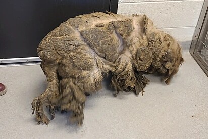 Ninguém conseguia ver o rosto de cachorro labradoodle encontrado em estado crítico - após receber amor, seu sorriso lindo é revelado.