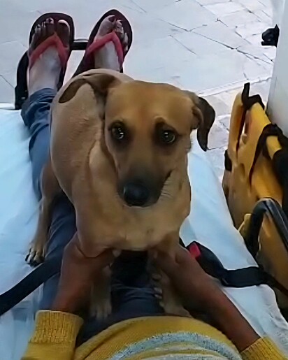 A cachorrinha se recusou a sair de perto da tutora, mesmo dentro da ambulância.