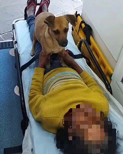 A cachorrinha caramelo em cima da maca acompanhando a tutora. A mulher sofreu um pico de pressão arterial e desmaiou.