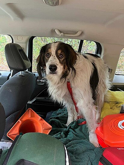 Graças à atitude corajosa da cachorrinha, o idoso foi resgatado.