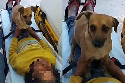 “Não vou a lugar nenhum” - Idosa passa mal no centro da cidade e cachorro permanece ao lado o tempo todo.