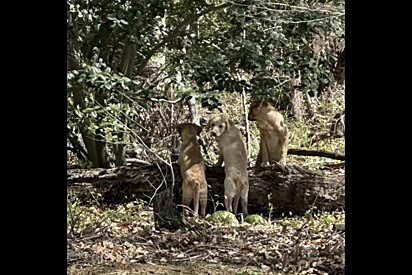 Mulher ouve gritos vindos de floresta e encontra três bebês deixados sozinhos.