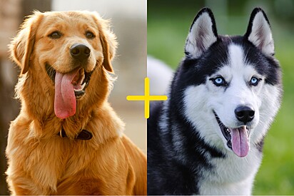 Cão mistura de Golden com Husky aparece em pet shop e funcionário fica impressionado.