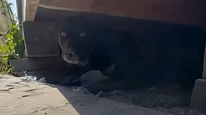 A cadela estava escondida sob uma casa abandonada.