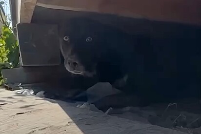 Casal encontra cachorro escondido embaixo de casa - logo percebe que ele estava escondendo algo precioso.