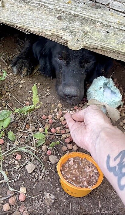 Cachorro escondido embaixo de casa guardava algo muito precioso.