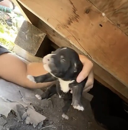 Toda a família canina foi retirada em segurança.