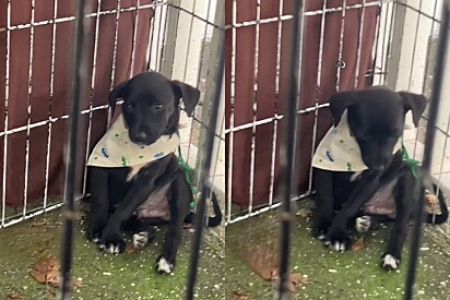 O abrigo de animais seguidamente promove feiras de adoção.