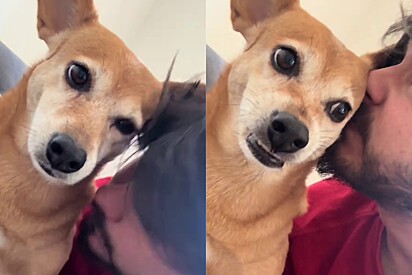O tutor não sabia que a cachorrinha ia se estressar.