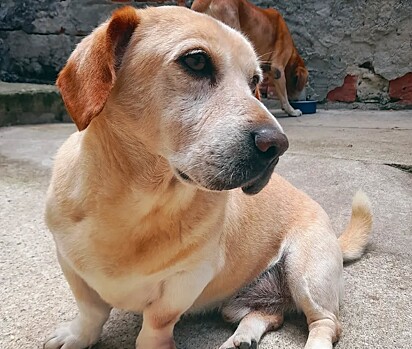 Bradock é uma mistura de labrador com salsicha.