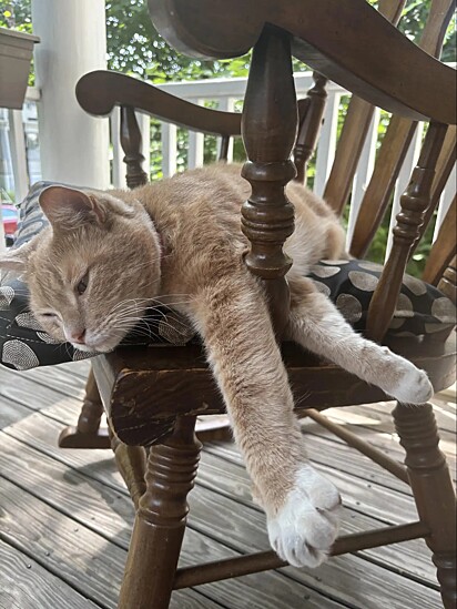 Eli é um gatinho laranja de sete anos.
