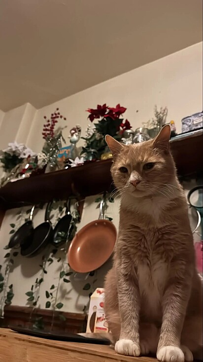 Dois meses após o ocorrido, o pelo do felino já havia crescido novamente, e Eli estava totalmente recuperado.